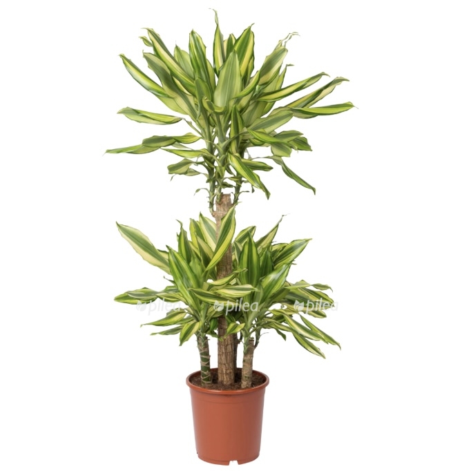 822636e0 a723 4873 b6af 226ca03b8a7a