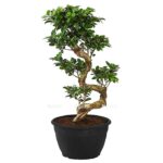 8227126 pr fs 001 ficusginsengsformt30dehnerexpressherzig