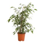 8227266 pr fs 002 ficusbenjaminagummibaumforevermixt14dehnerherzig