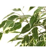 8227266 we de 001 gummibaumficusbenjaminaforevermixt14dehnerexpressherzig