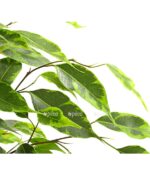 8227266 we de 002 gummibaumficusbenjaminaforevermixt14dehnerexpressherzig