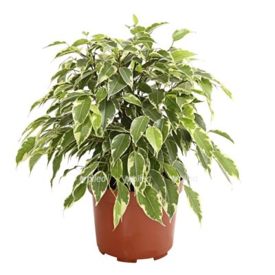 8229692 pr fs 001 gummibaumficuskinkynatasjat12dehnerexpressherzig 1