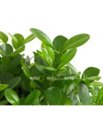 8229874 pr de 001 ficusmoclamestammt23dehnerexpressherzig