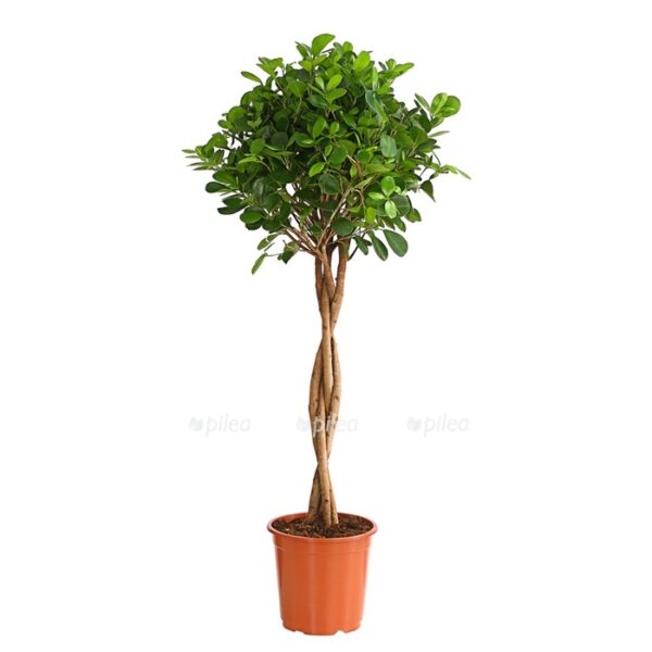 8229874 pr fs 001 ficusmoclamestammt23dehnerexpressherzig e1637422429837