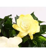 8231946 we de 001 gardeniegardeniajasminoidest13dehnerexpressherzig