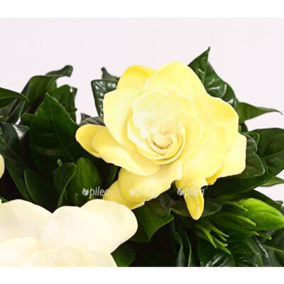 8231946 we de 001 gardeniegardeniajasminoidest13dehnerexpressherzig