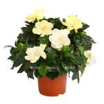 8231946 we fs 001 gardeniegardeniajasminoidest13dehnerexpressherzig