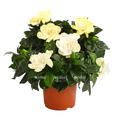 8231946 we fs 001 gardeniegardeniajasminoidest13dehnerexpressherzig