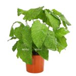 8242844 pr fs 001 calatheamosaicat14dehnerexpressherzig