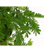 8244063 pr de 001 mimosapudicat8dehnerexpressherzig