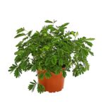 8244063 pr fs 001 mimosapudicat8dehnerexpressherzig