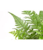 8246407 pr de 001 farnpolystichumt11dehnerexpressherzig