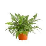 8246407 pr fs 001 farnpolystichumt11dehnerexpressherzig