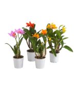 8249955 we fs 001 cattleyat12mixdehnerexpressherzig