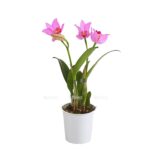 8249955 we fs 003 cattleyat12dehnerexpressherzig