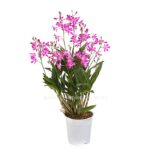 8250714 we fs 001 dendrobiumberryduftt12owdehnerexpressherzig