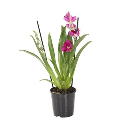 8251191 we fs 001 miltonia2triebert12dehnerexpressherzig