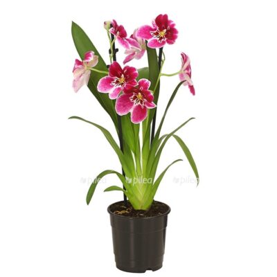 8251191 we fs 003 miltonienmiltoniahybride2triebert12owdehnerexpressherzig