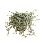 Пилея Глаукофилла Крейзи купить