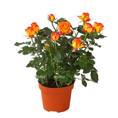 8265191 we fs 002 rosenrosamixgrossbluetigt12dehnerexpressherzig