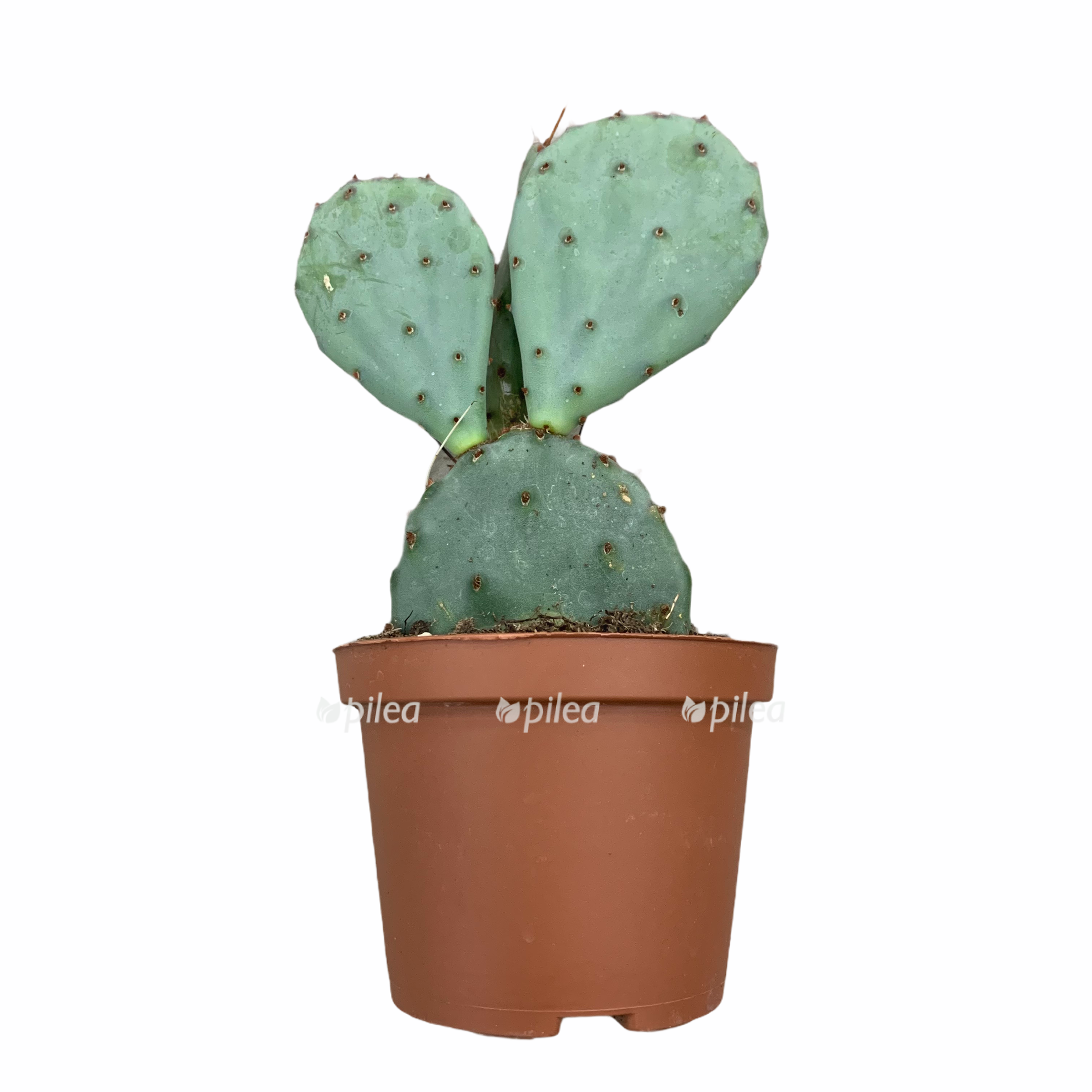 826c687b bb93 4259 b2e7 53ef16b5febc