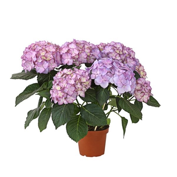 8275240_pr_fs_001_hortensiehydrangeamacrophyllaadulalilat13dehnerexpressherzigretusch-e1613206747678.jpg 8275240 pr fs 001 hortensiehydrangeamacrophyllaadulalilat13dehnerexpressherzigretusch e1613206747678