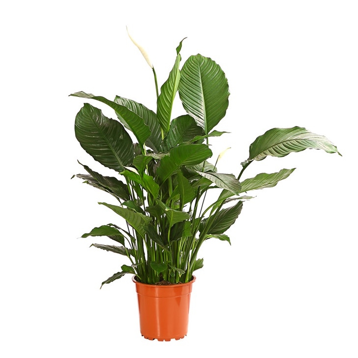 8276180_we_fs_001_einblattspathiphyllumalfaairt24owdehnerexpressherzig-1.jpg 8276180 we fs 001 einblattspathiphyllumalfaairt24owdehnerexpressherzig 1