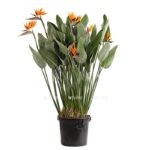 8276537 we fs 001 paradiesvogelblumestrelitziestreliziareginaet40dehnerexpressherzig