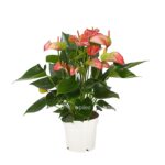 8281909 pr fs 001 anthuriumliviumt14dehnerexpressherzig