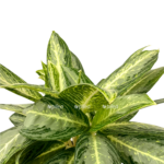 8292382d 916b 4747 96d9 97c137d4391d