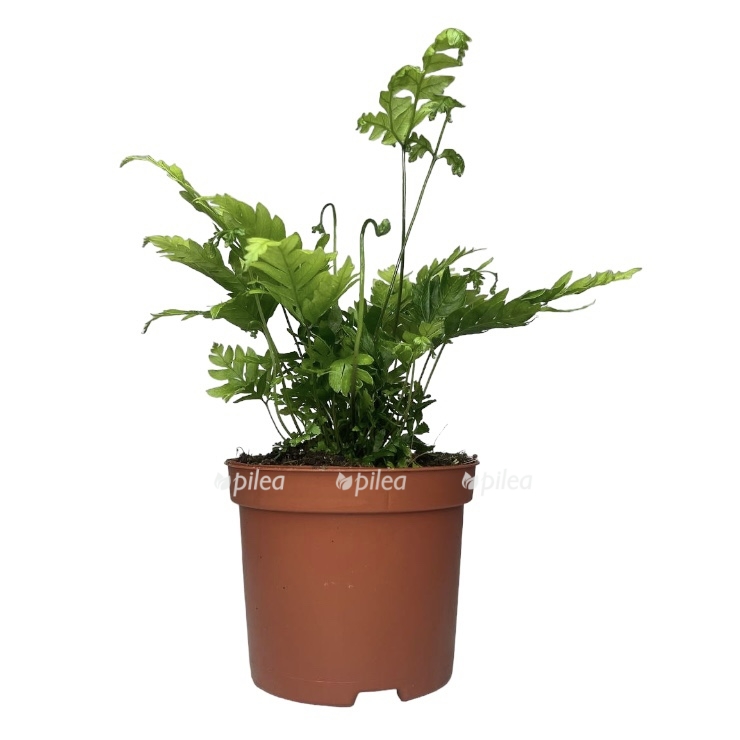 82e6c9dd c24c 4fae 8a7a 16f219441475