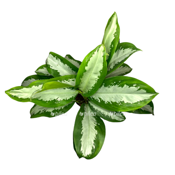 830dad74 79c7 496f 80d8 a5b6e1aca894 e1650366104516