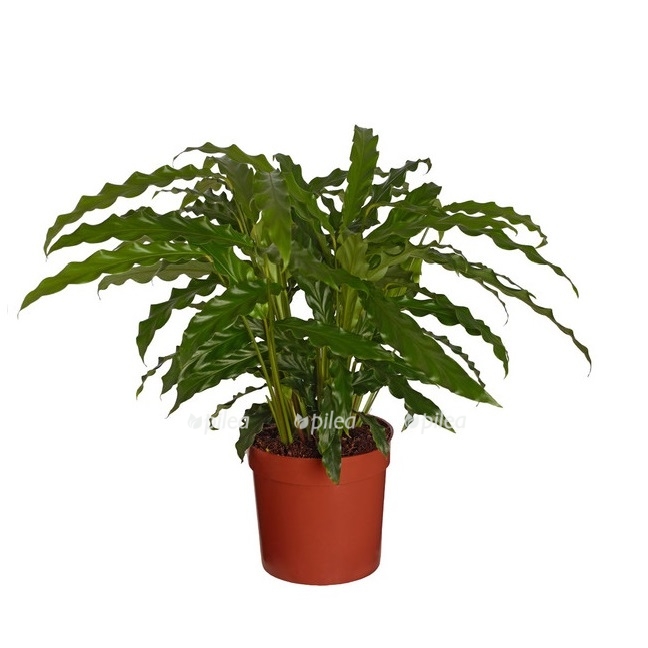 8404824 pr fs 001 calatheabluegrasst12dehnerexpresszs 1