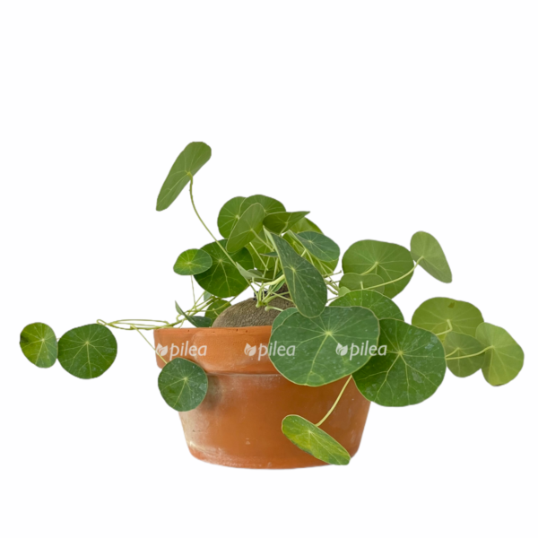 84381ef3 3cb4 4016 8666 f293a8455c60 e1667338833482