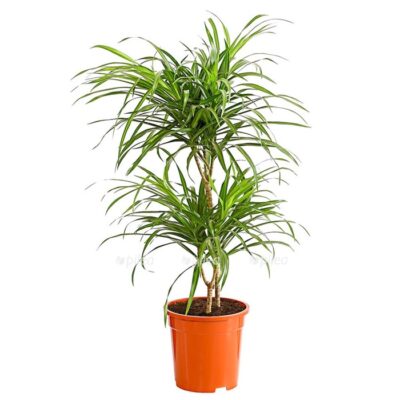 8440000 pr fs 001 drachenbaumdracaenareflexaanitavariegatat19dehnerexpressherzig