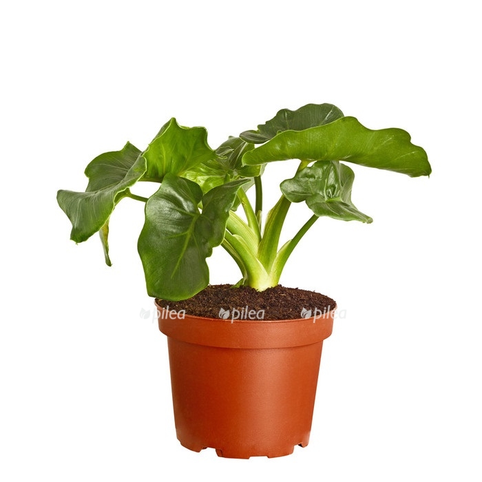 Филодендрон Супер Атом купить