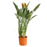 8458366 pr fs 001 strelitziareginaeparadiesvogelblumet22dehnerexpressherzig