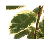 8513525 we de 001 ficuselasticatineket27dehnerexpressherzig