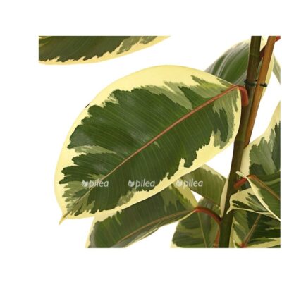 8513525 we de 001 ficuselasticatineket27dehnerexpressherzig