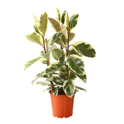 8513525 we fs 001 ficuselasticatineket27dehnerexpressherzig