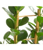 8515926 we de 001 ficusmoclamespaliert24dehnerexpressherzig