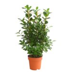 8515926 we fs 001 ficusmoclamespaliert24dehnerexpressherzig