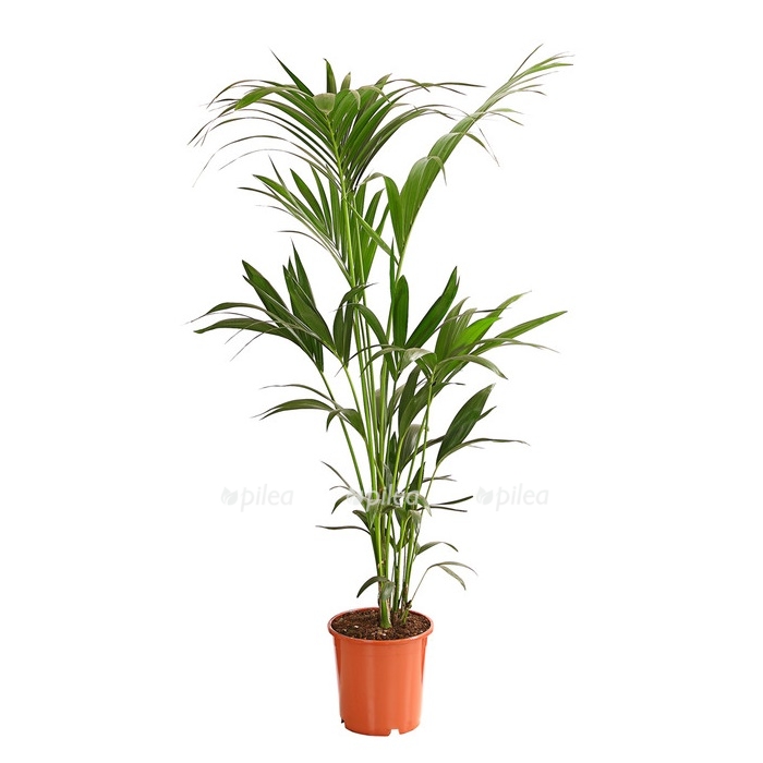 8516965 we fs 001 kentienpalmehoweaforsteriana5ertufft24dehnerexpressherzig 1