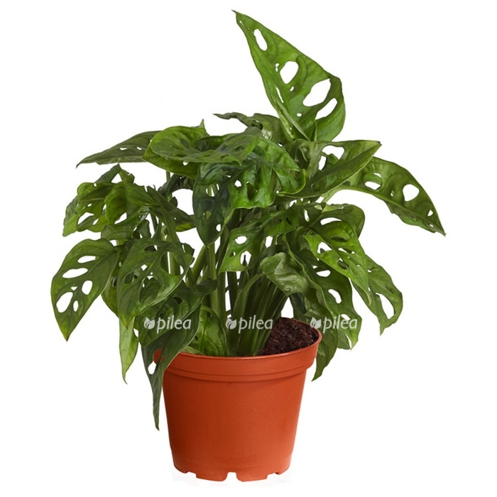 8522070 pr fs 001 monsteraoliquafensterblattt12