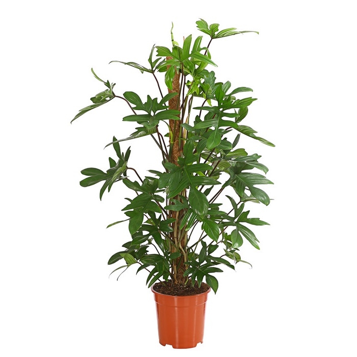 Филодендрон Педатум на опоре купить