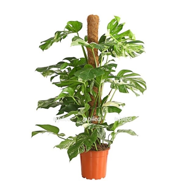 8522682 pr fs 001 fensterblattmonsteradeliciosat24dehnerexpressherzig e1669450634257