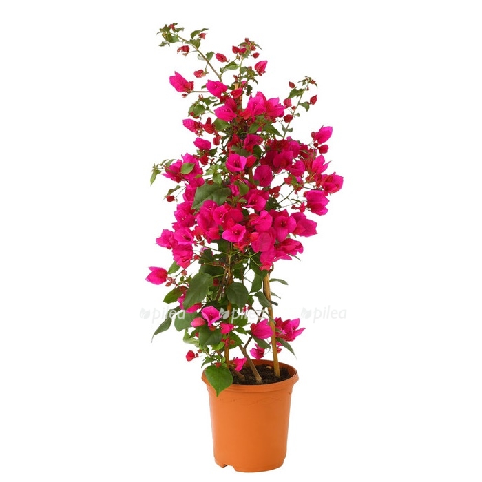 8583650 pr fs 001 bougainvillepyramidet17