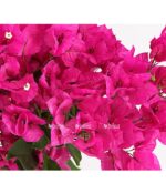 8586109 pr de 001 bougainvilleaverabougainvillespaliert21dehnerexpressherzig