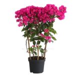 8586109 pr fs 001 bougainvilleaverabougainvillespaliert21dehnerexpressherzig