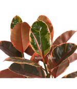 8649535 pr de 001 ficuselasticabelizet27dehnerexpressherzig